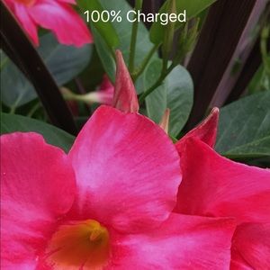 Meet your Posher, Joanie